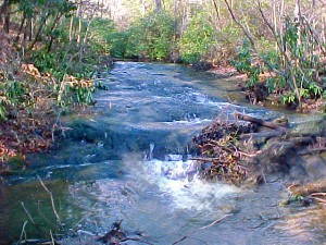 Fry Branch